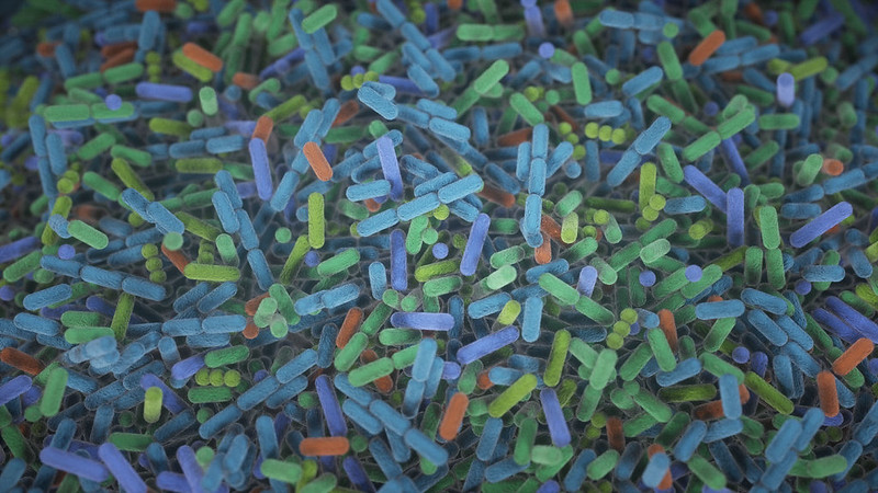The human gut teems with bacteria and other microbes. They contribute to our health but also influence our susceptibility to certain diseases, including Alzheimer’s disease.