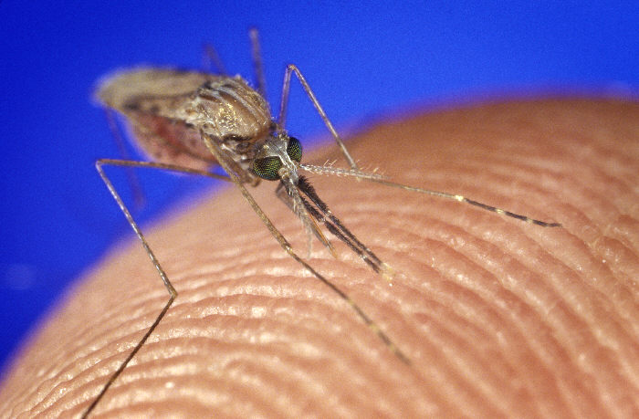 Mosquito on human skin