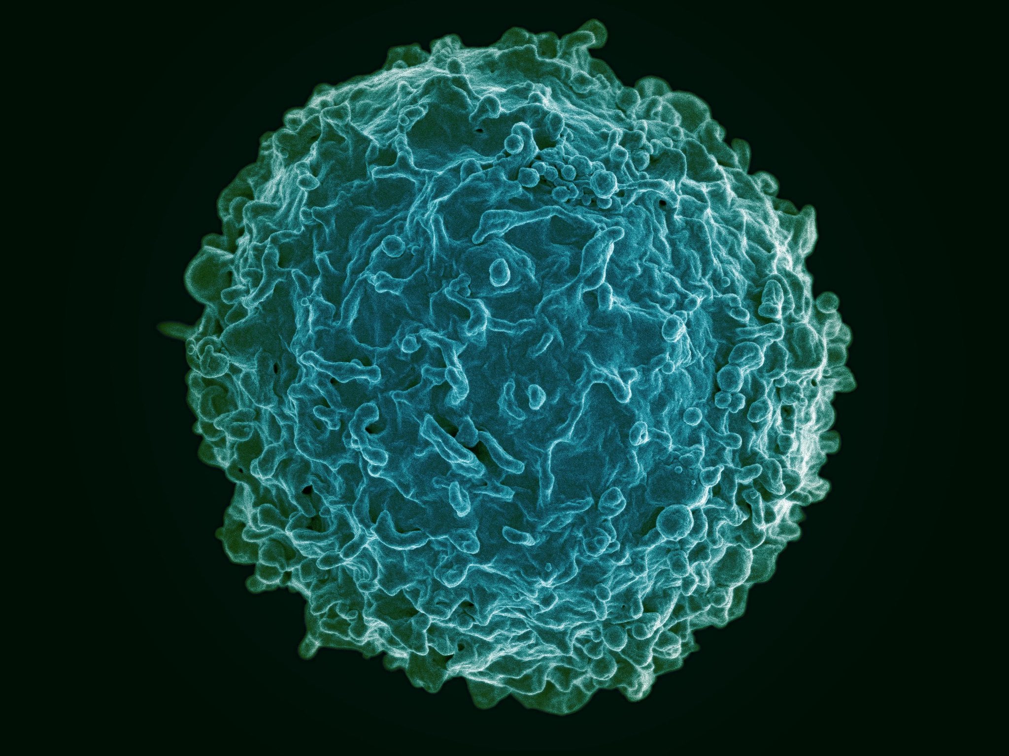 B Cell
