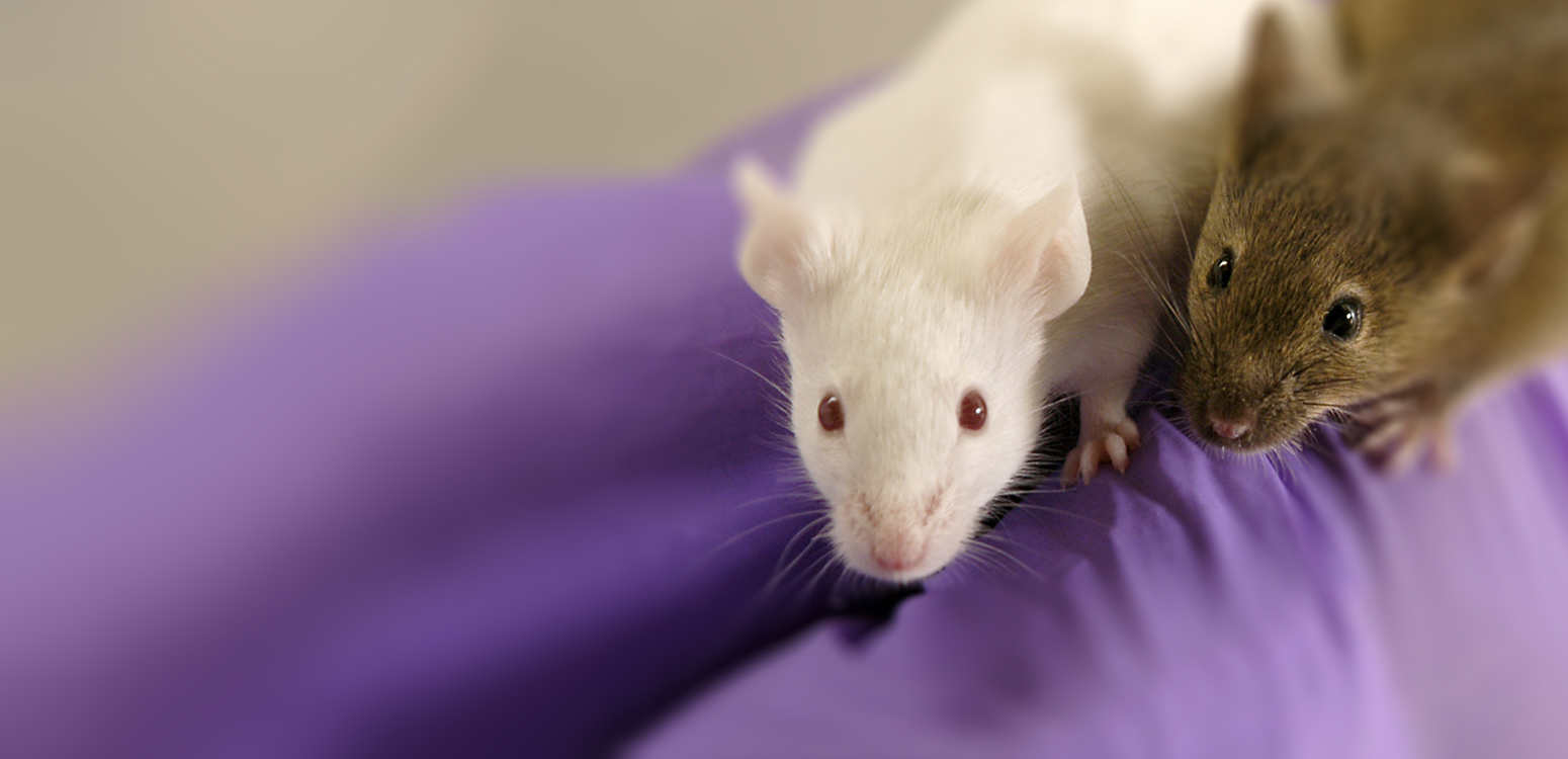 mice
