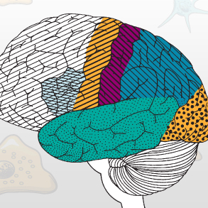 Illustration showing the regions of the brain