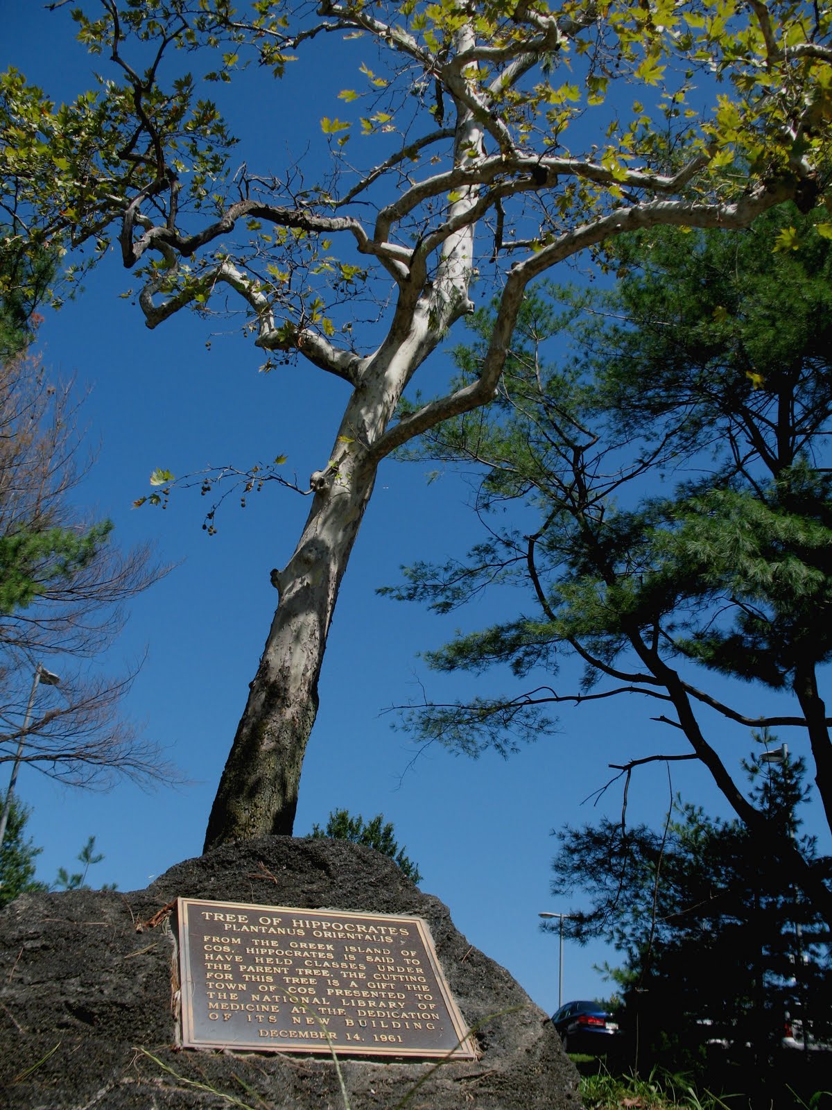 Tree of Hippocrates on NIH campus