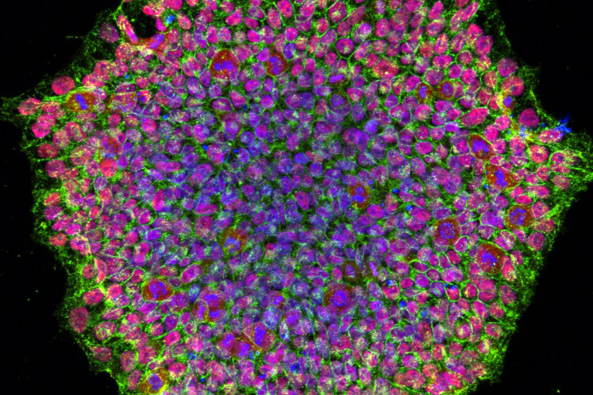 A circular cluster of cells colored in red, green, and blue to indicate specific proteins and cell components
