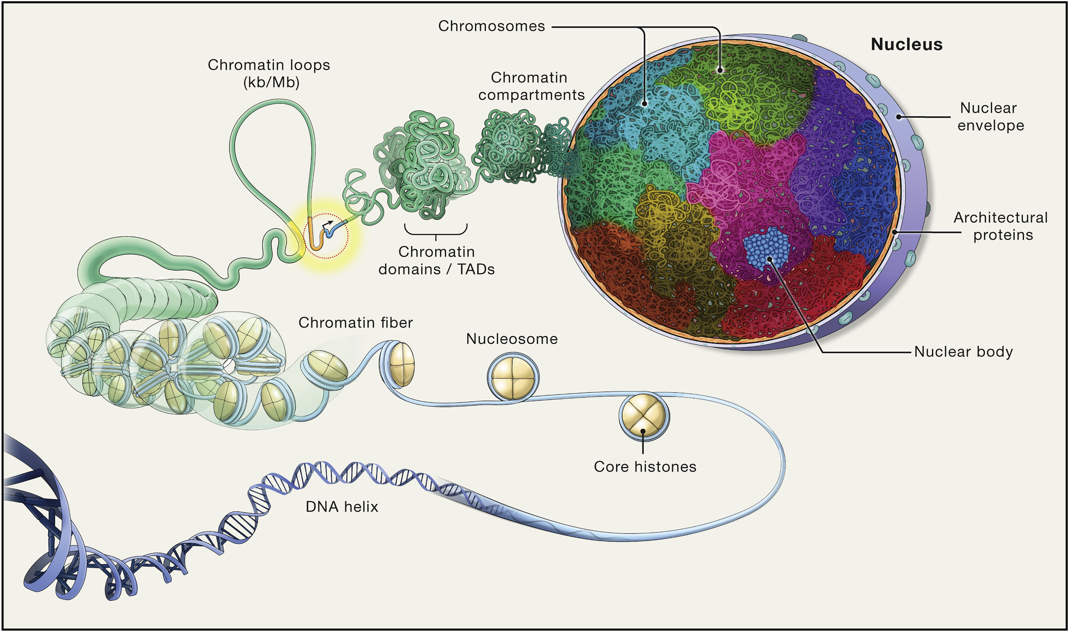 Chromatin compartments