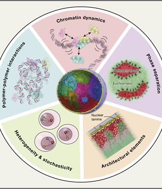 chromatin