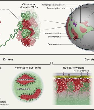 chromatin