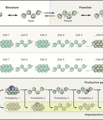 chromatin