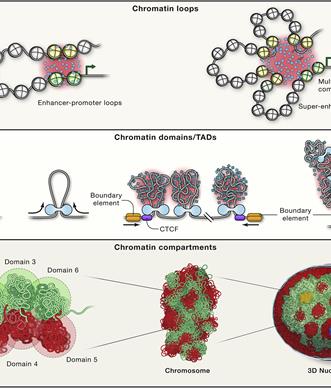 chromatin