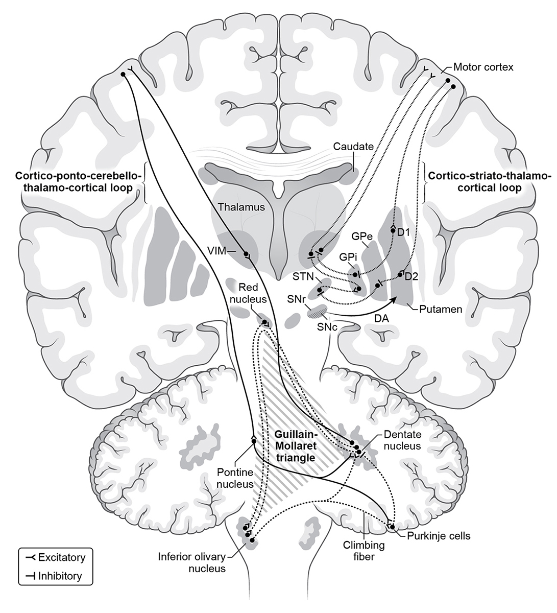 Pathophysiology of tremors