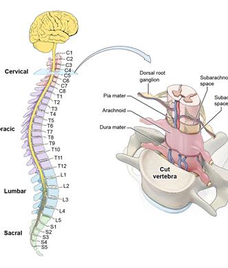 CNS viral pathways