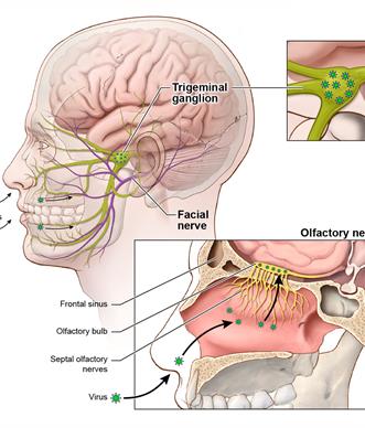 CNS viral pathways