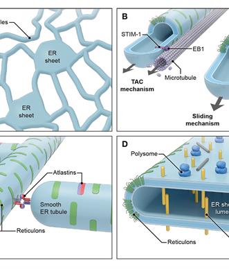 Endoplasmic Reticulum (ER) network