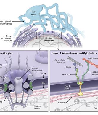 Endoplasmic Reticulum (ER) network