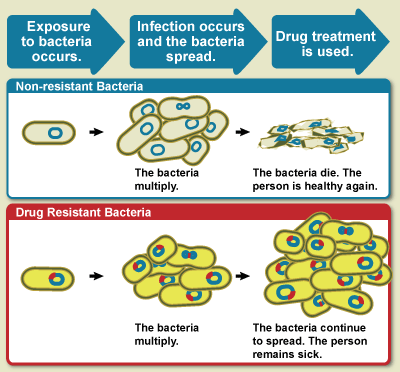 Infographic: Difference between non-resistant bacteria and drug resistant bacteria