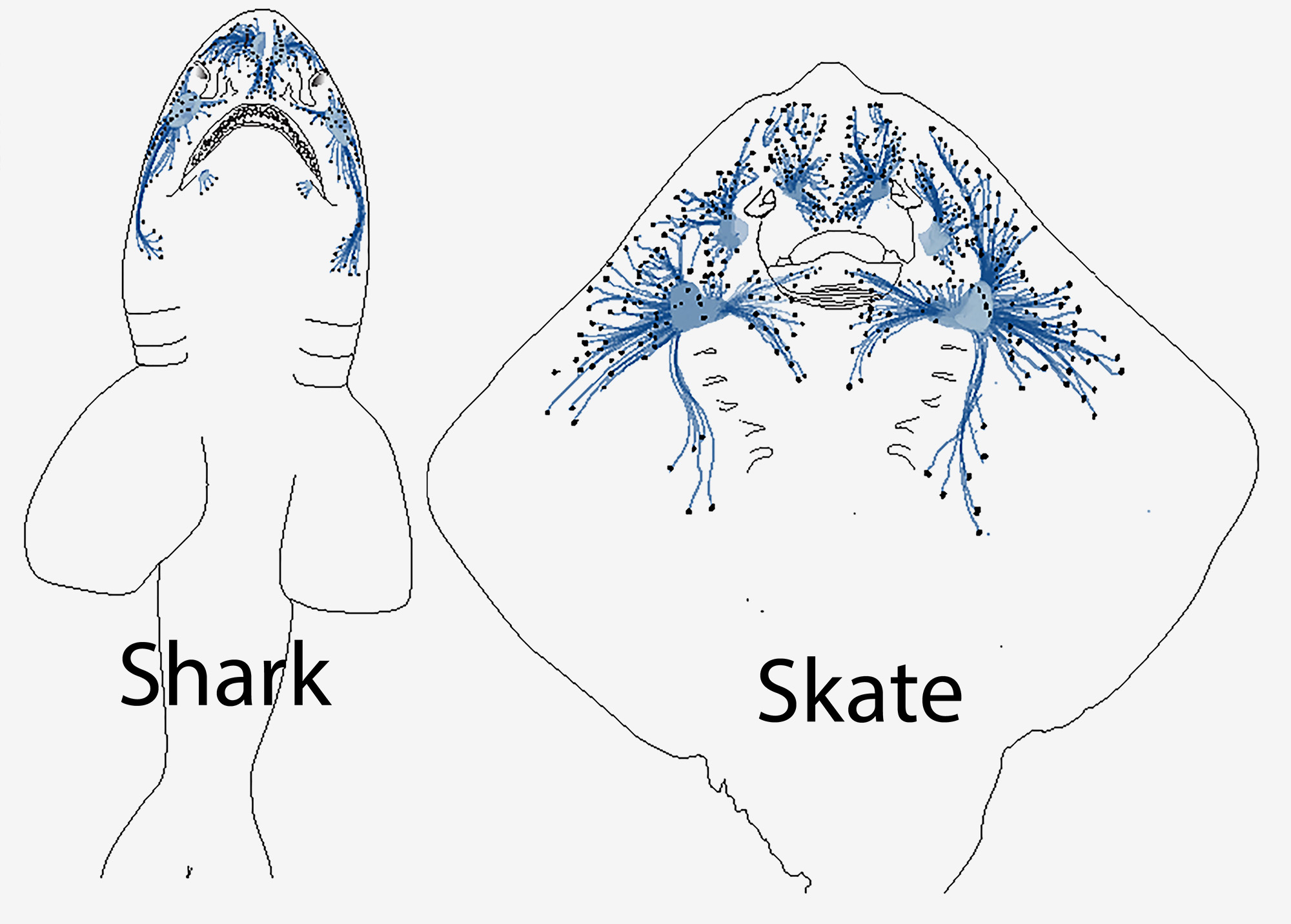 201080530-shark-skate.jpg