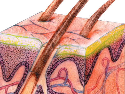 20190202-niaid-skin-cross-section.jpg