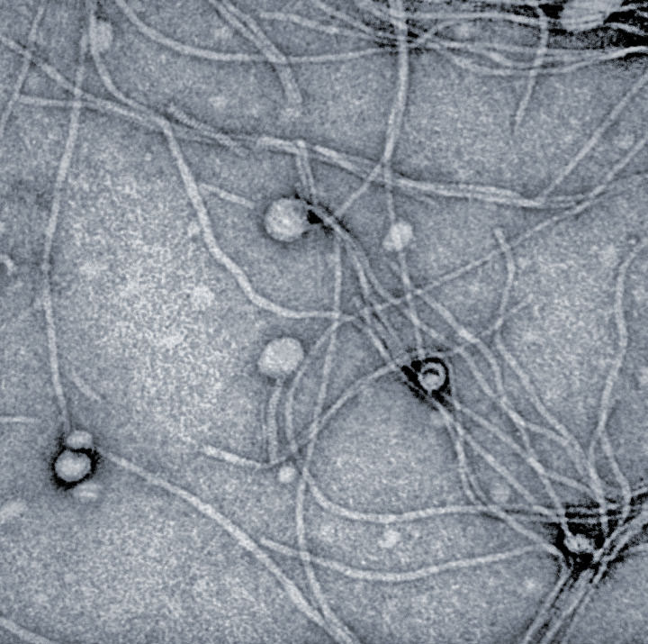 20190406-phage-blue.jpg