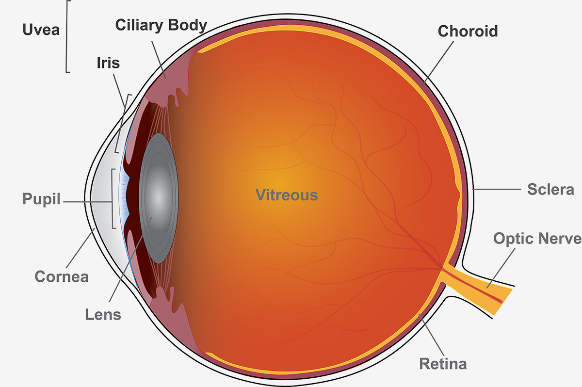 20190924-eye-schematic-uveitis.jpg