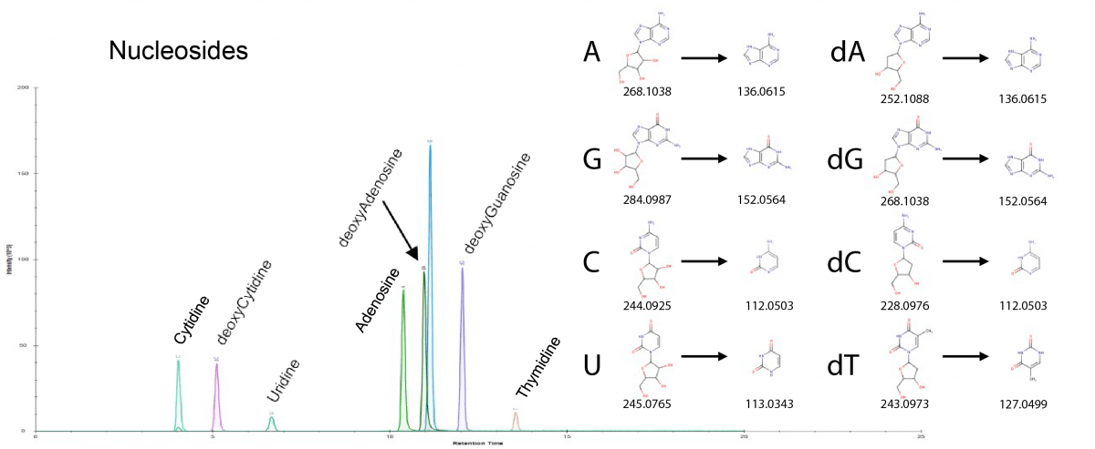 The figure depicts ion chromatograms for nucleosides and deoxynucleosides. Shown at right are m/z values for the (deoxy)nucleosides and for their nitrogenous base fragments.