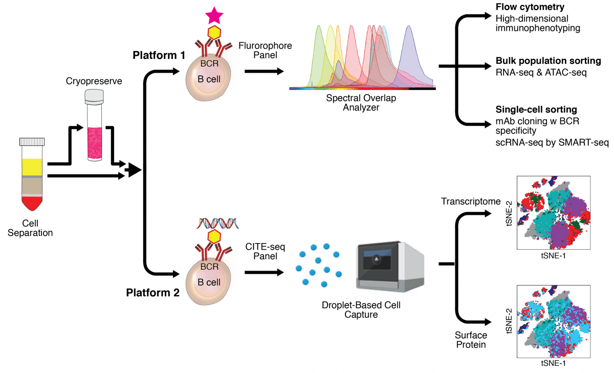 Scheme of the two platforms for interrogating antigen-specific B cells using fluorescent (Platform one) or DNA-barcoded (Platform two) probes and corresponding panels of antibodies used to perform CITE-seq and full emission spectra-based flow cytometry. Examples of specific types of applications and analyses are shown for both platforms.