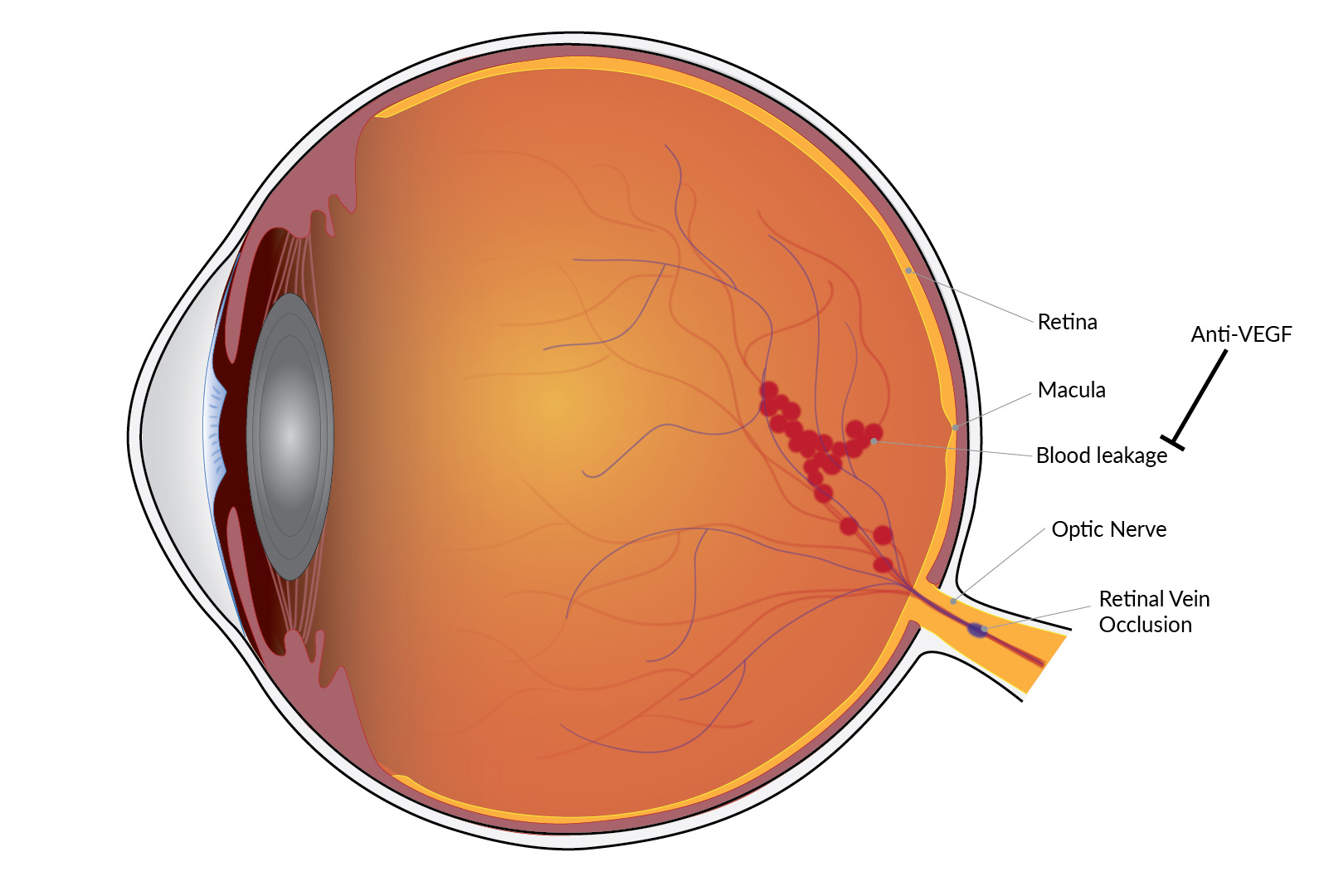 20220503-eye.jpg