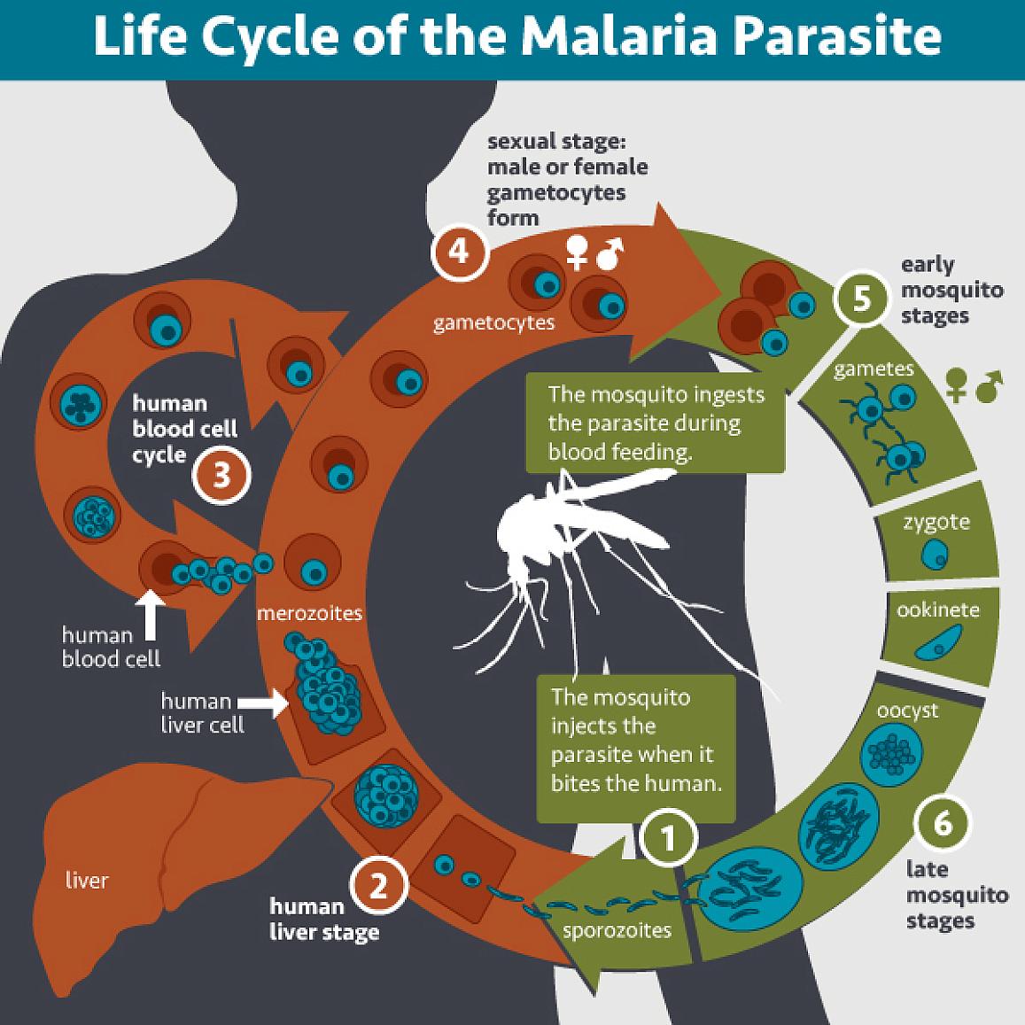 20220824-malaria.jpg