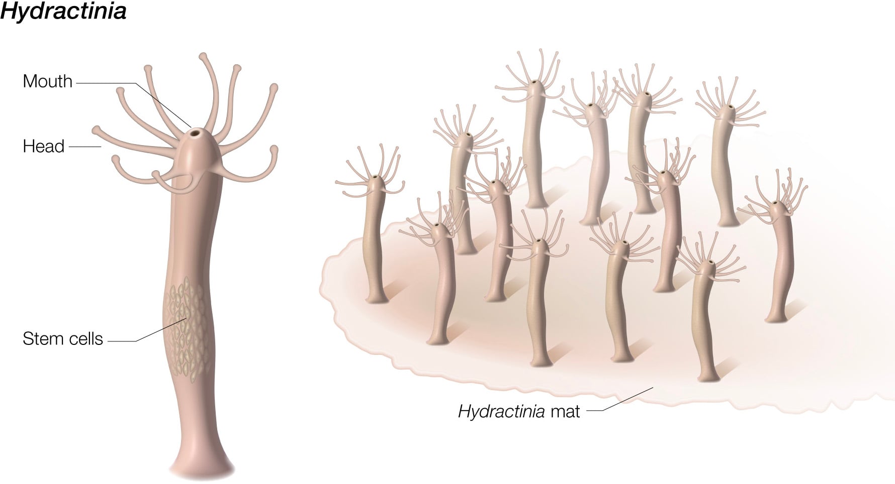 20230630-hydractinia-diagram.jpg