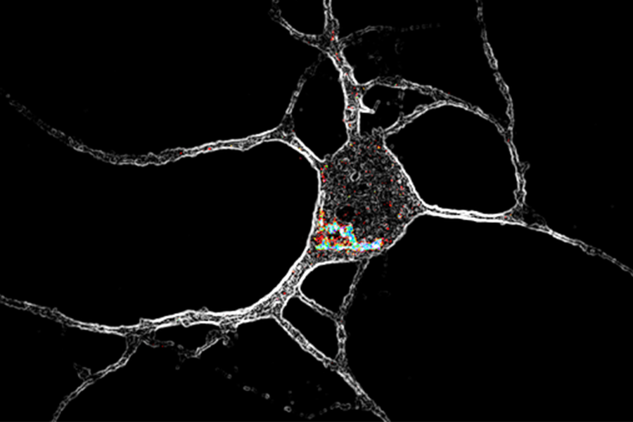 20240423-ric-neuron_crop.png