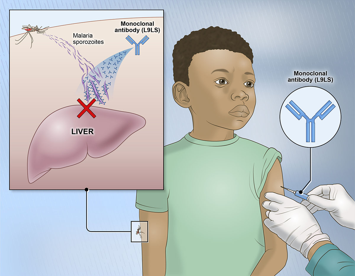 20240507-malaria-niaid.jpg