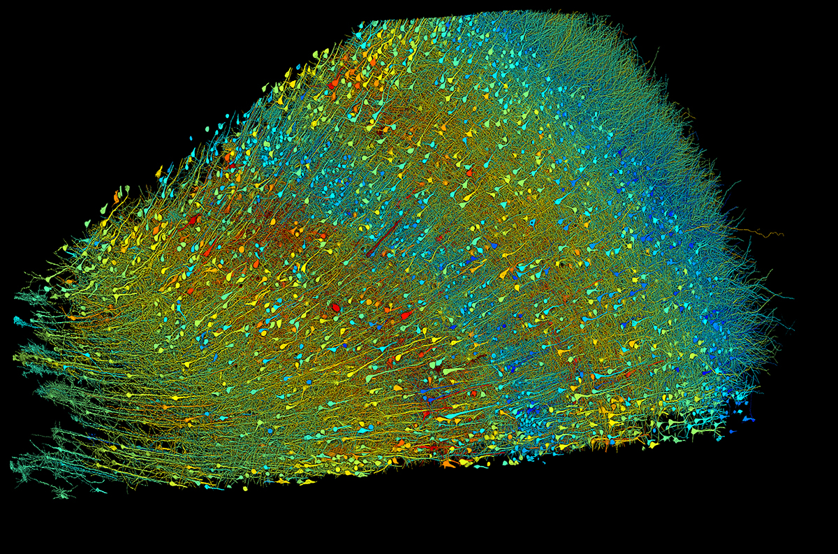 20240521-synapses-1.jpg