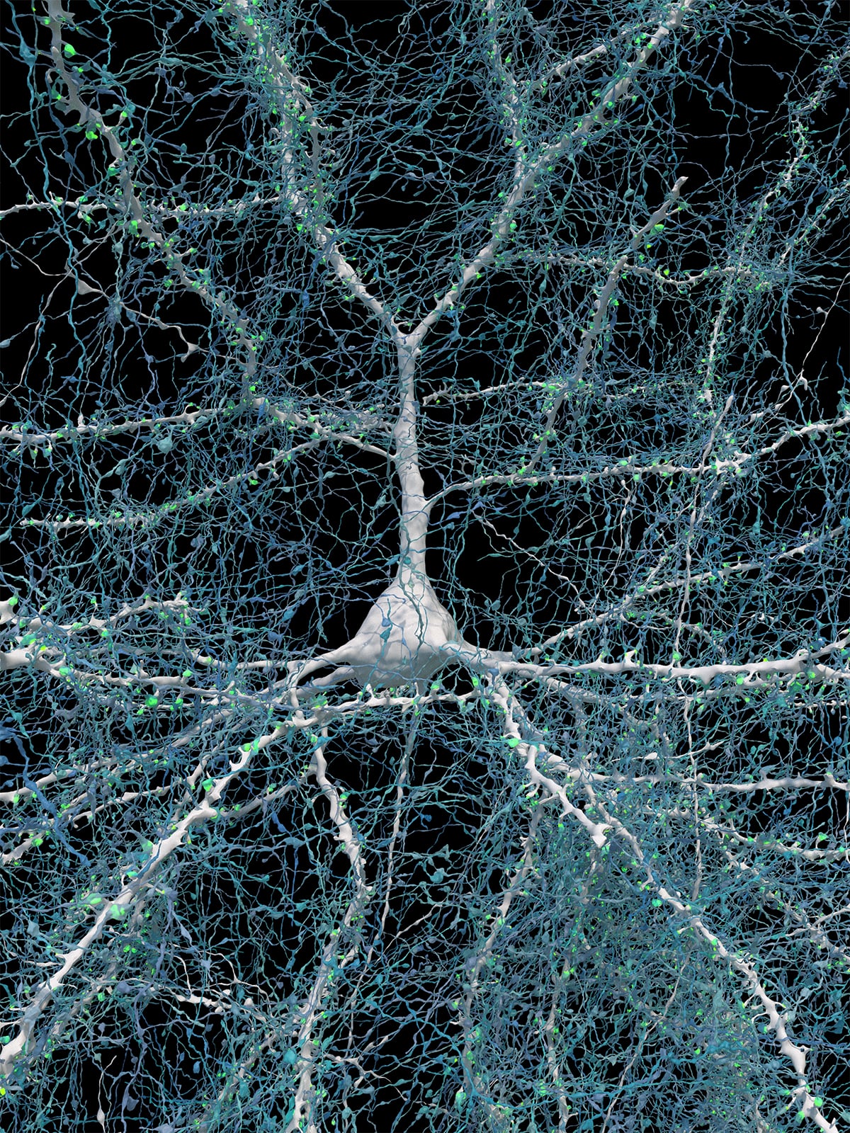 Image of a large white nerve cell with long projections that are covered with green spots (synapses) and fine webbing of blue fibers, representing axons.