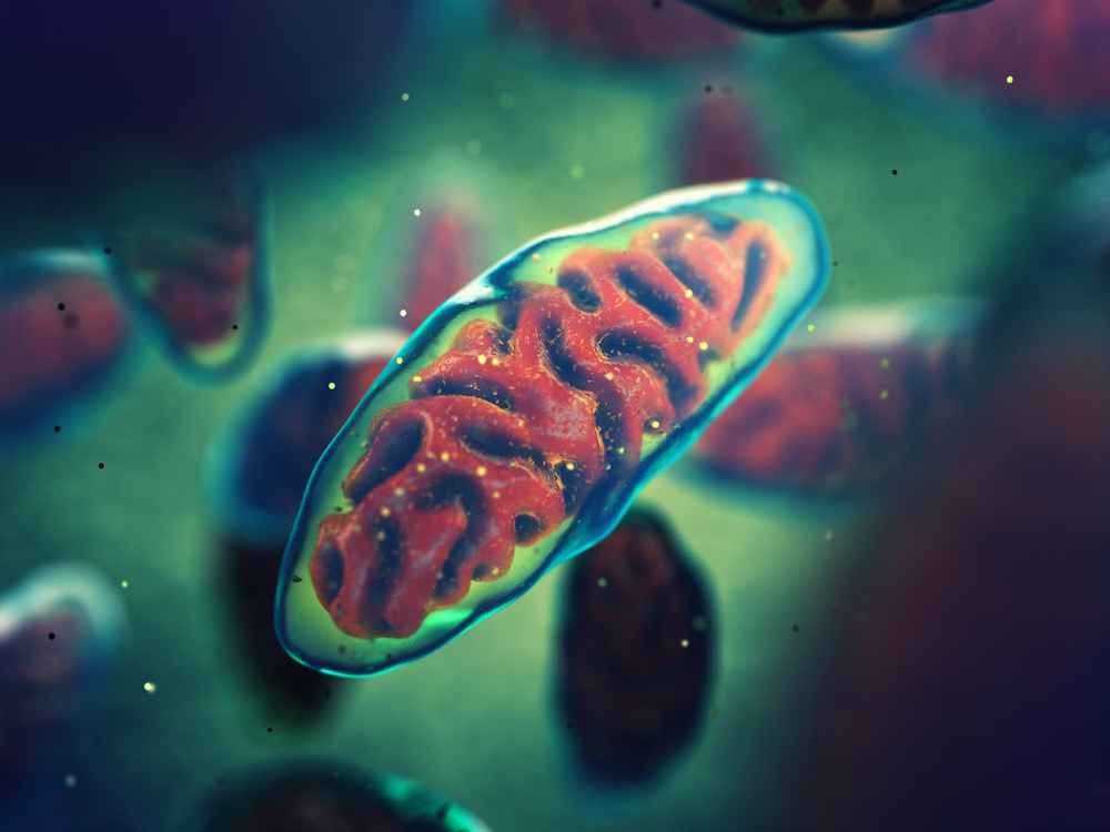 20250805-mitochondria.jpg