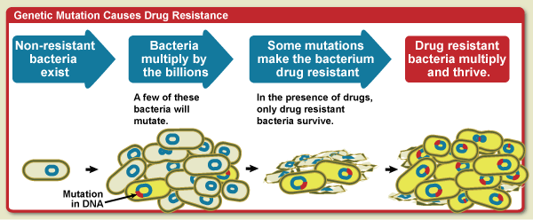 Antimicrobial resistanc, genetic mutation.gif