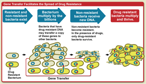 Infographic: Antimicrobial resistance, gene transfer