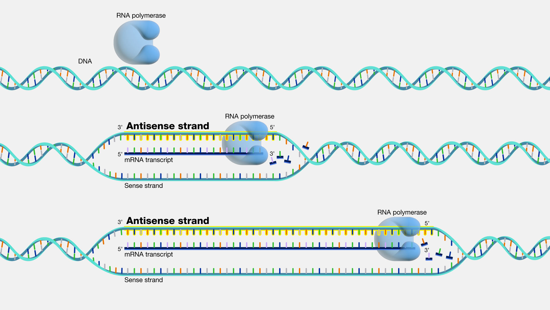 Antisense