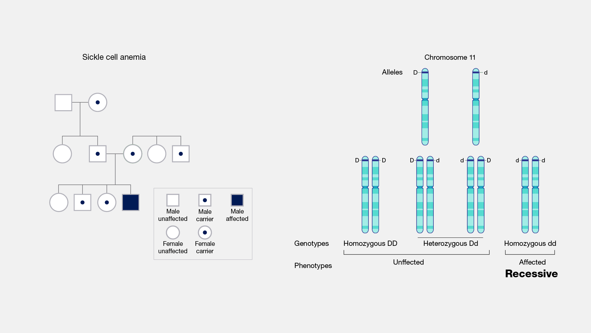 Automsomal-Recessive-Disorder
