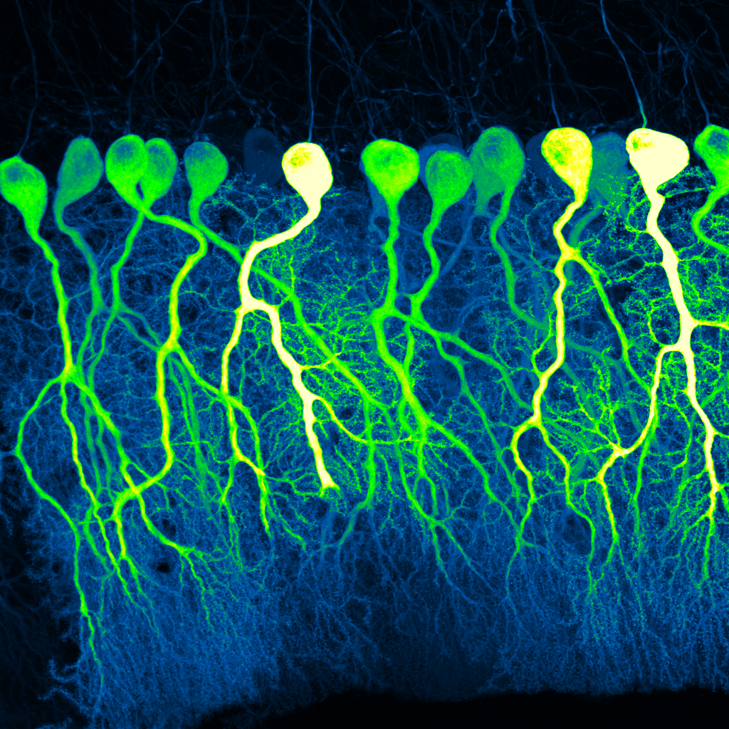 Dark Commute at 4am - First Place Photo Winner 2023. A confocal image of sparse GCaMP6f-expressing Purkinje cells in mouse cerebellum resembles the industrious contours of pre-dawn commuters.