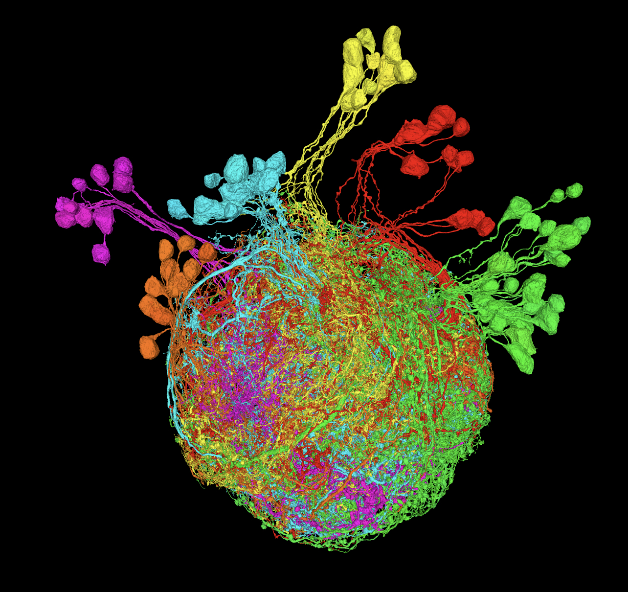 Premotor Neurons Controlling the Fruit Fly Leg. Second Place Photo Winner 2023. Reconstruction of premotor neurons from a serial-section electron microscopy dataset of the Drosophila Female Adult Nerve Cord.