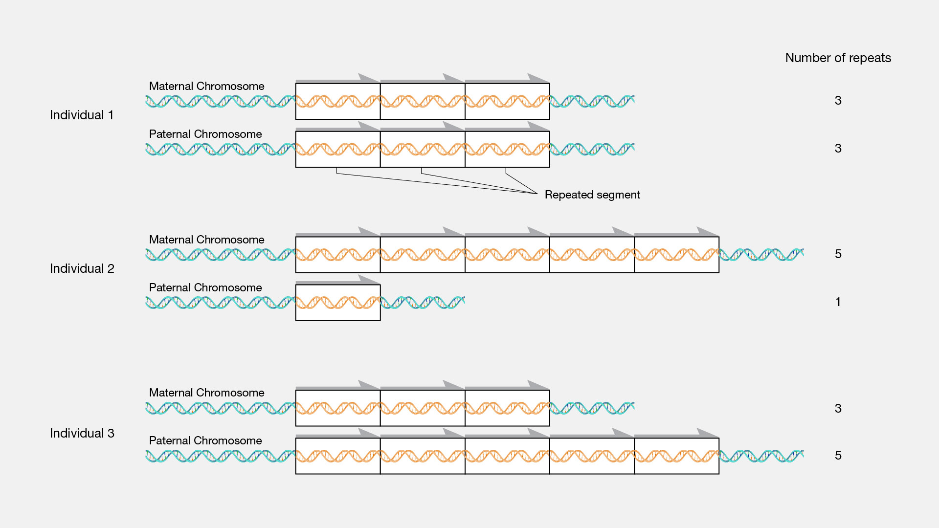 Copy-number-variation
