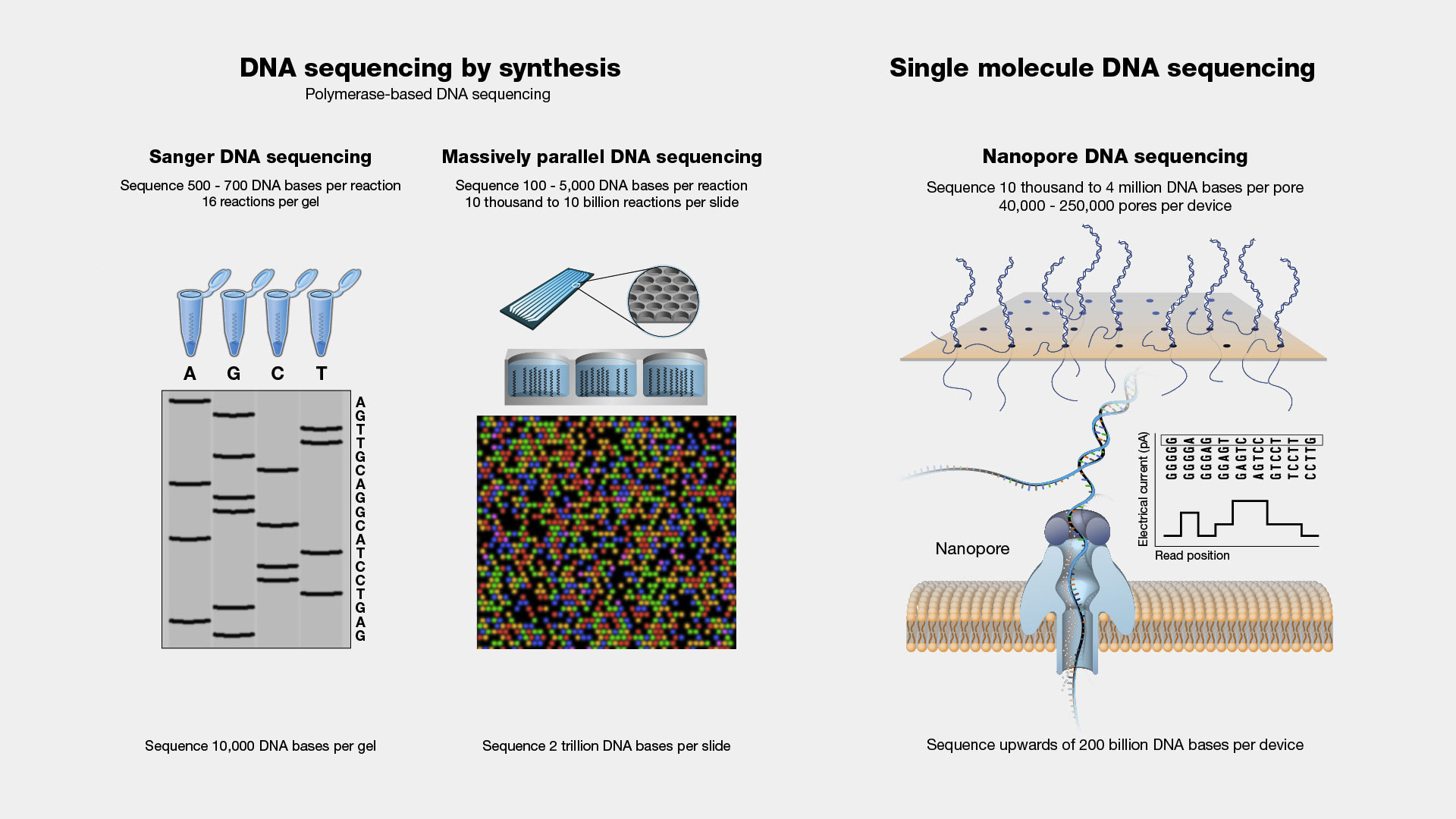 DNA-Sequencing