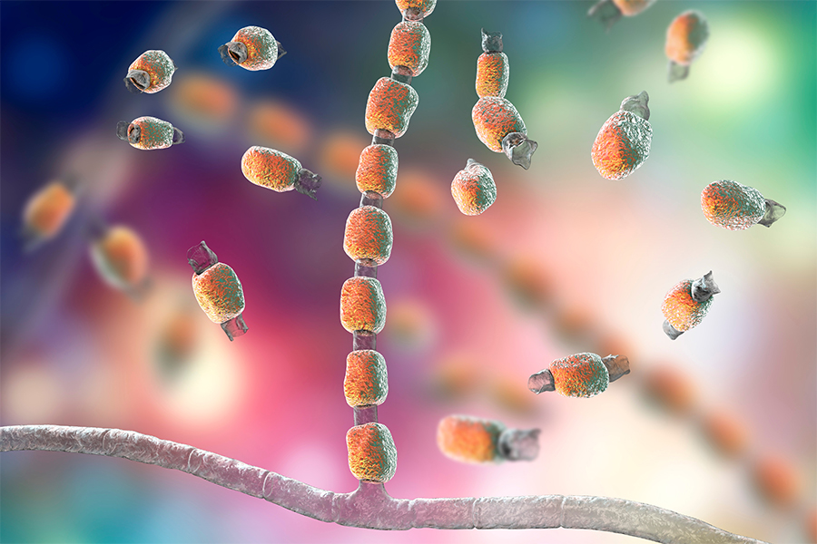 Illustration shows the fungus that causes coccidioidomycosis, also known as Valley fever.