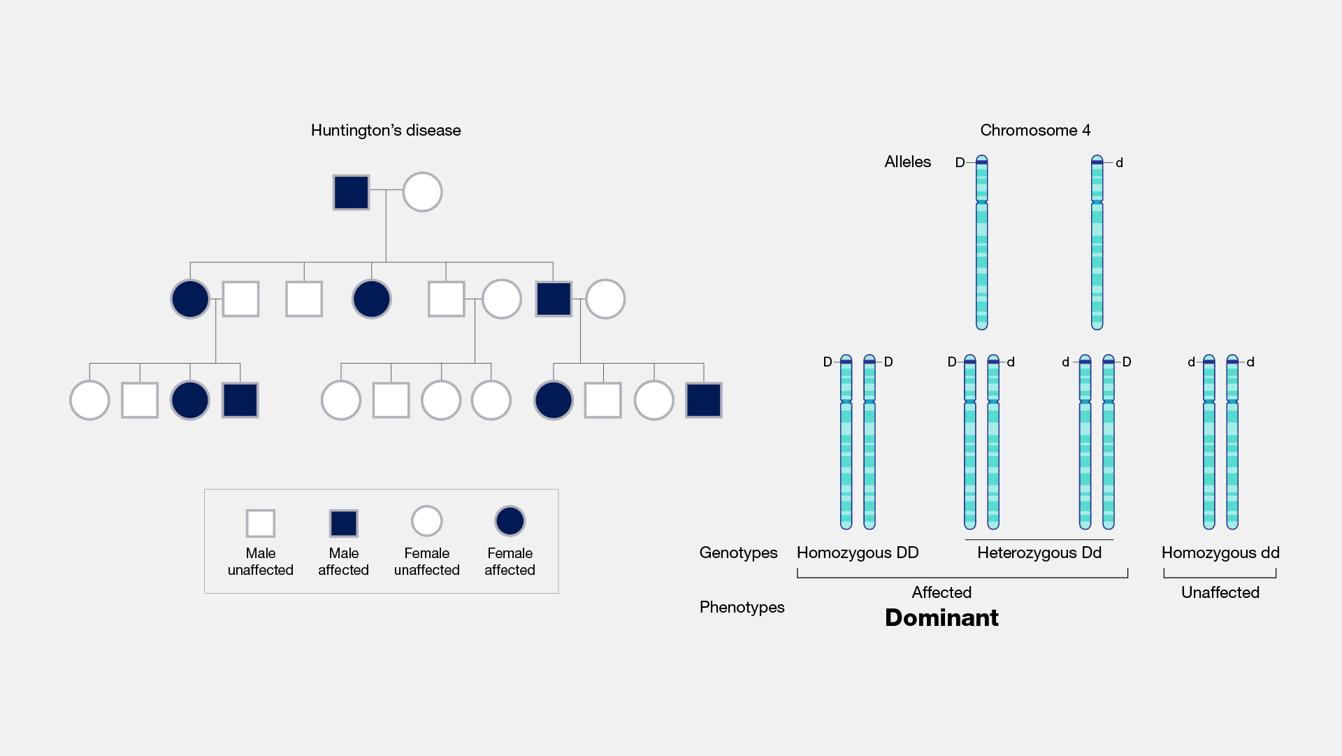 Dominant-Traits-and-Alleles.jpg 