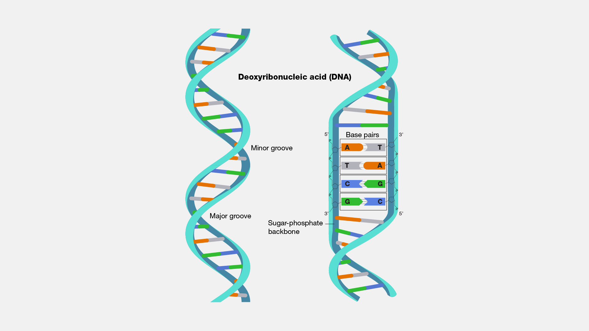 Double-helix