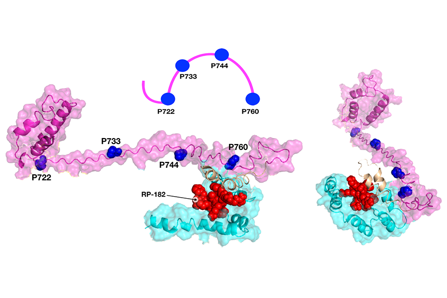 A small protein sitting inside an immune cell docking station causes it to change shape.