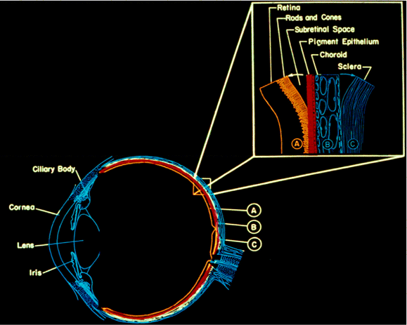 An illustration of the eye, with cilory body, cornea, iris, and lens labeled. An enlarged section shows the back of the eye, including the retina, rods and cones, subretinal space, pigment epithelium, choroid, and sclera.