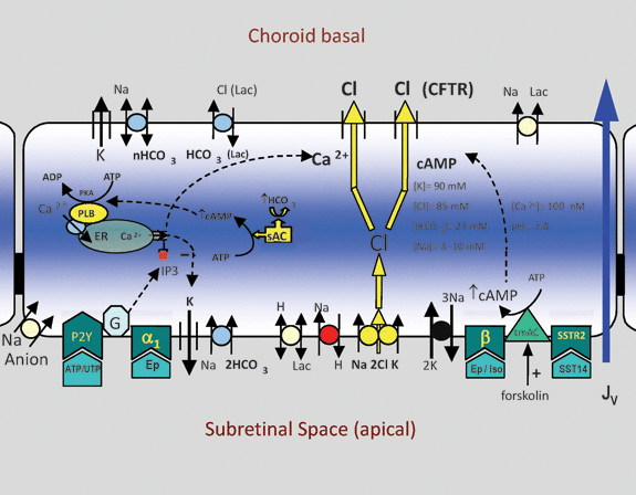 Illustration of the proteins, enzymes, and small molecules in the RPE plasma membrane