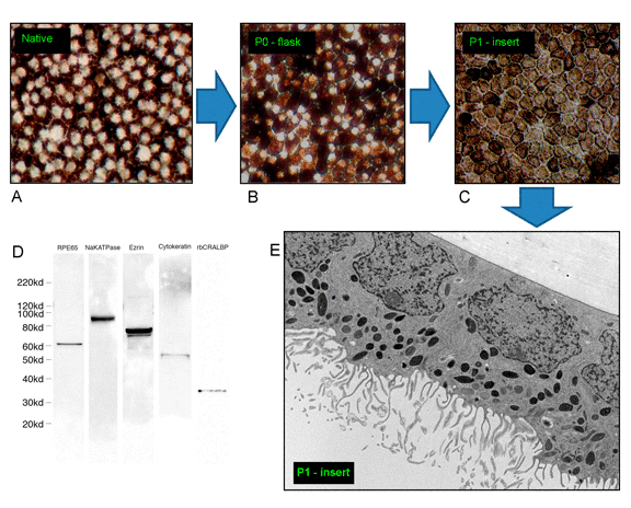 Primary cell culture model of human fetal RPE