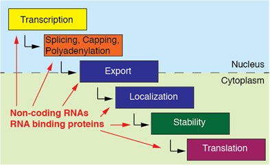 A rough categorization of interconnected posttranscriptional gene regulatory processes based on cellular compartmentalization.