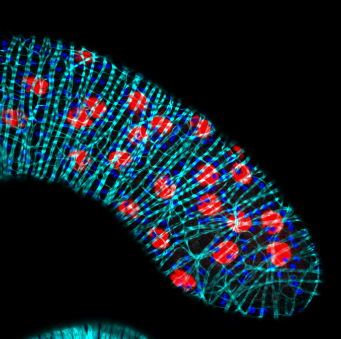 Fruit fly glands and the cellular packets.