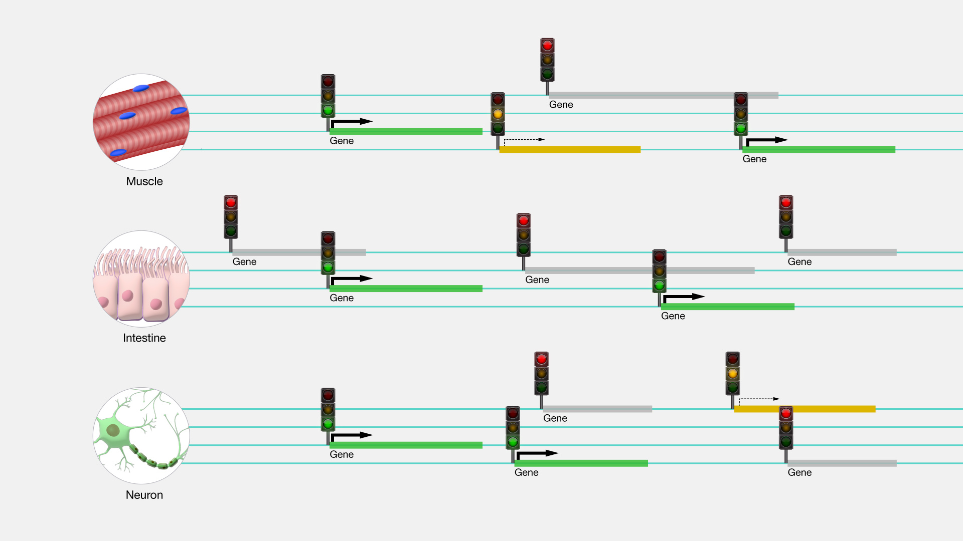 Gene-Regulation